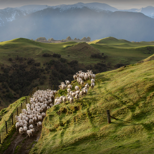 Sheep Farm